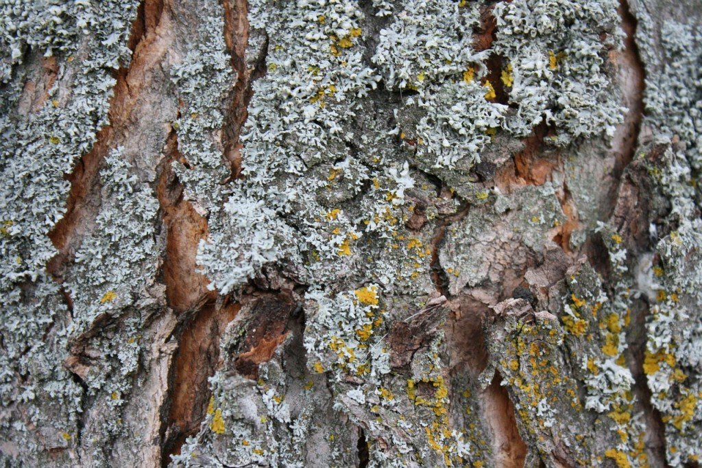 bark-435204_1280 (1)